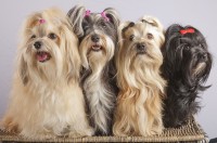 31-hermosas-fotografias-de-perros-de-raza