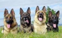 99-especies-perros-guardianes-dificiles